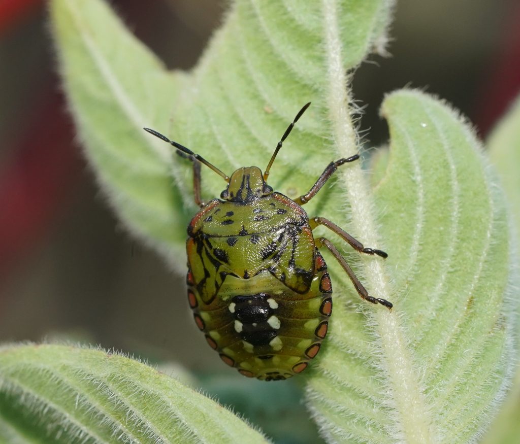 Bug.