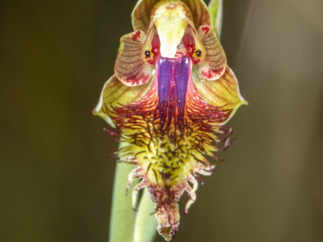 View Calochilus campestris species page