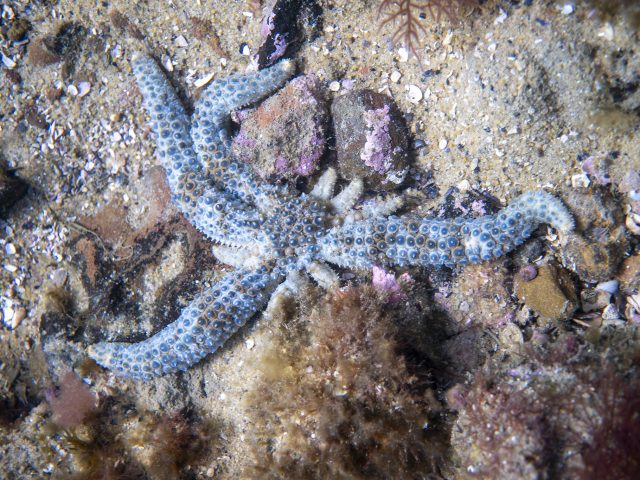 View Coscinasterias muricata species page