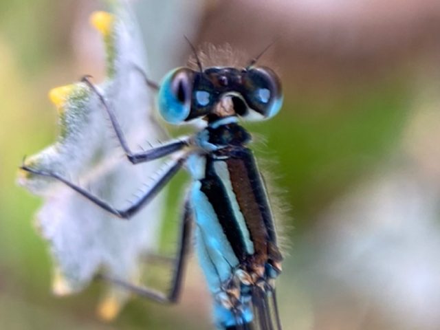 View Ischnura heterosticta species page