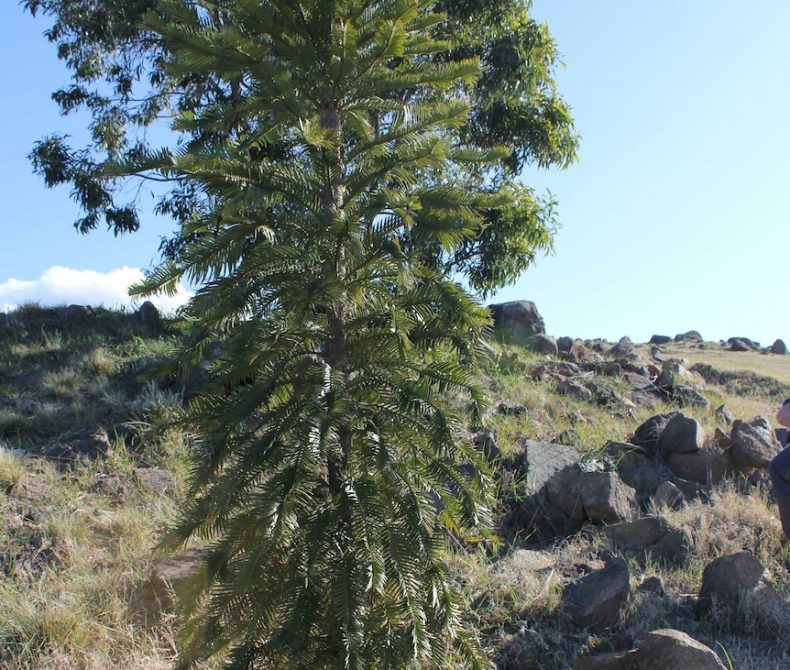 Wollemi pine