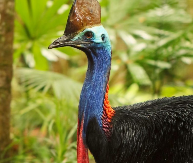 southern cassowary
