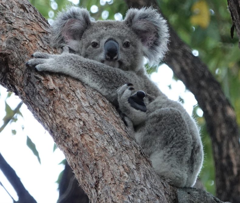 koala in a tree