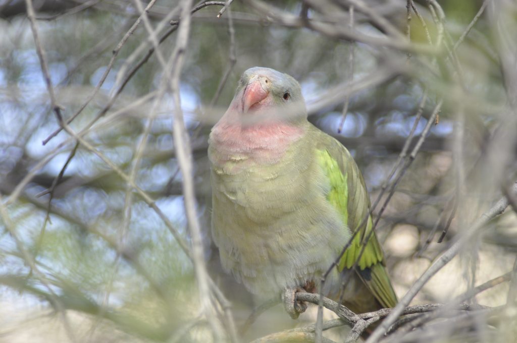 green bird